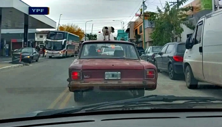 Un Ford Falcon viejo anduvo con un perro haciendo equilibrio en el techo