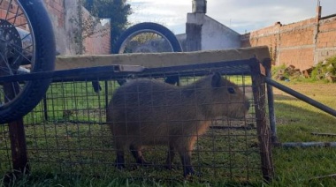 Rescataron a un carpincho que había sido extraído por una pareja de la Reserva Natural Laguna de los Padres