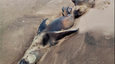 El Senasa explicó que las decenas de lobos marinos que aparecieron muertos fueron víctimas de "Influenza Aviar Altamente Patógena"