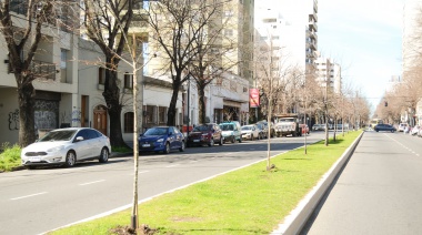 Plantaron nuevos tilos y dietes en la avenida 7 de La Plata