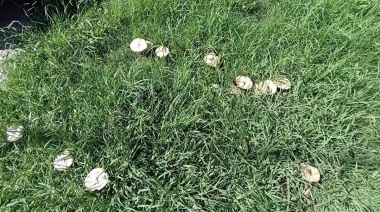 Por la alta humedad aparecieron muchos hongos en veredas y jardines de La Plata, ¿son peligrosos?