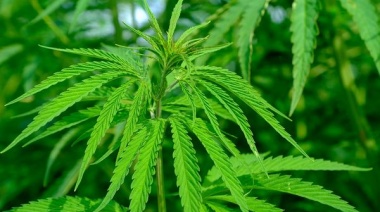 La Plata será sede del 3° Congreso Argentino de Cannabis y Salud