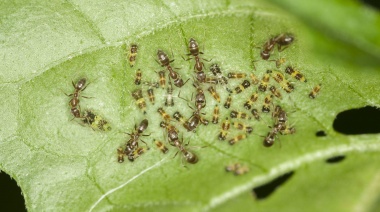 ¡Plagas invasoras! Cómo proteger tus plantas de exterior de los insectos