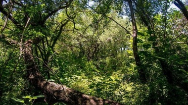 La Provincia demandó al gobierno nacional por la eliminación del Fondo Fiduciario de Protección de los Bosques Nativos