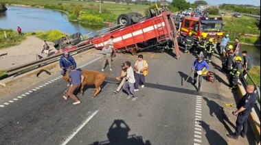 En el gran Buenos Aires aumentaron velozmente los robos de camiones con carne vacuna