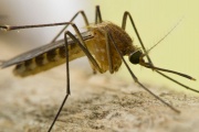 Continúa el cronograma de fumigación contra los mosquitos en La Plata