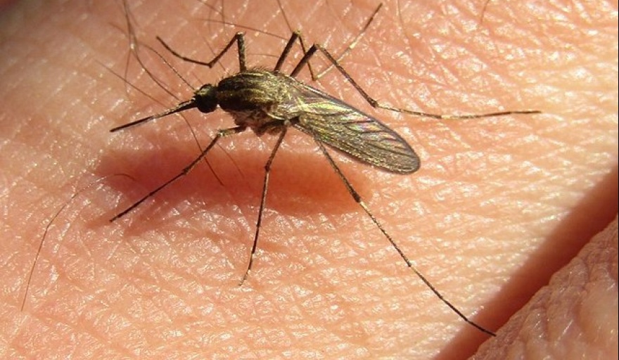 Una nueva ola de mosquitos se expande en La Plata y el gran Buenos Aires -  Info Blanco Sobre Negro